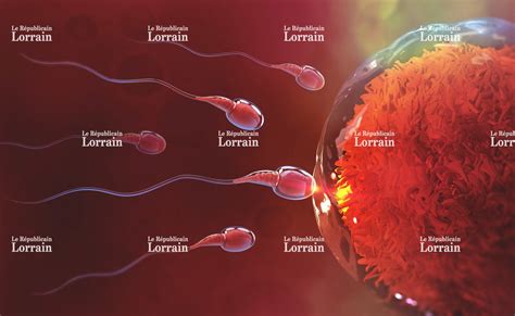 Comment lovule choisit le spermatozoïde qui va le féconder